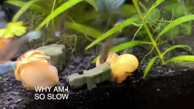 Why I Never Release my Fish into the Wild