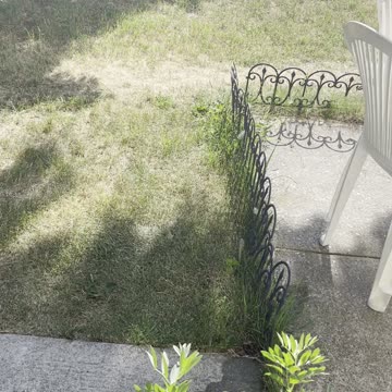 Green Fava beans in garden at home