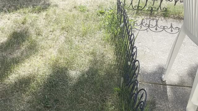 Green Fava beans in garden at home