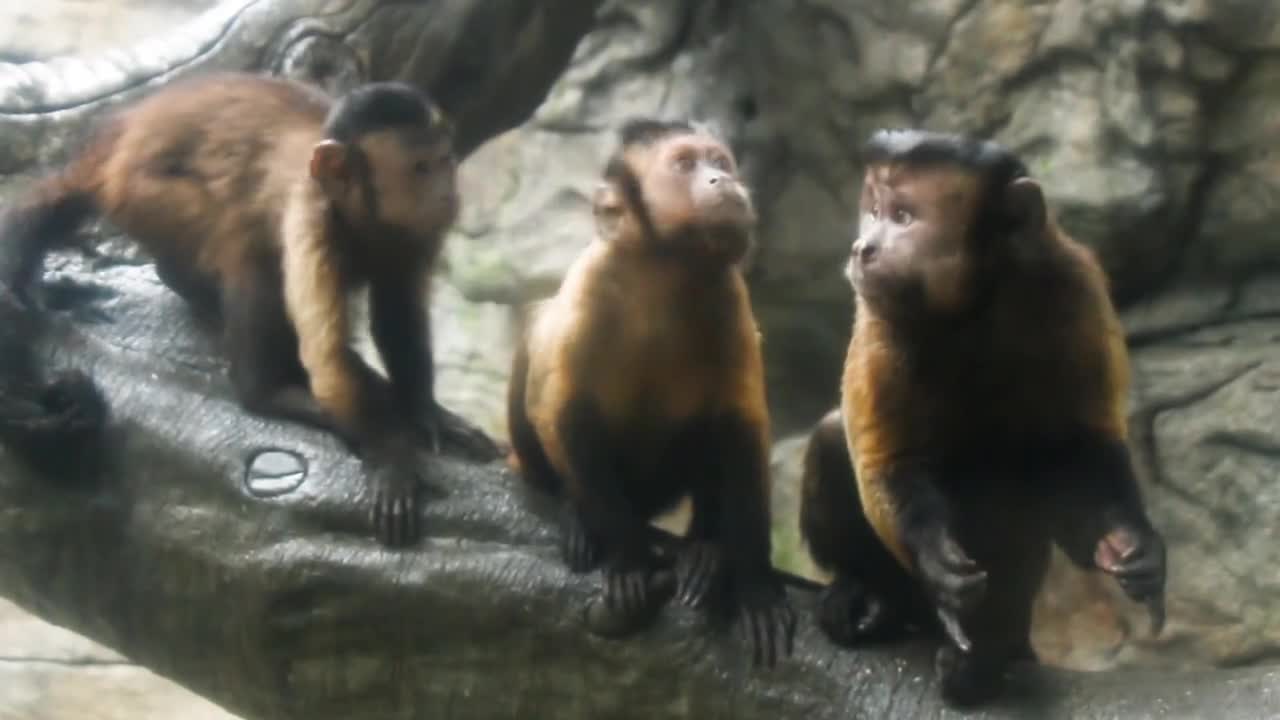monkeys