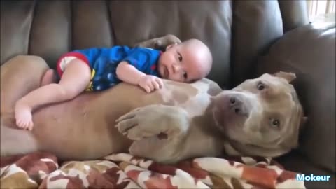 Funny kids and animals..