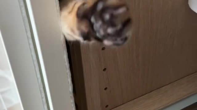 Scary kitty🙀