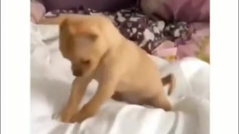 A dog's daily routine