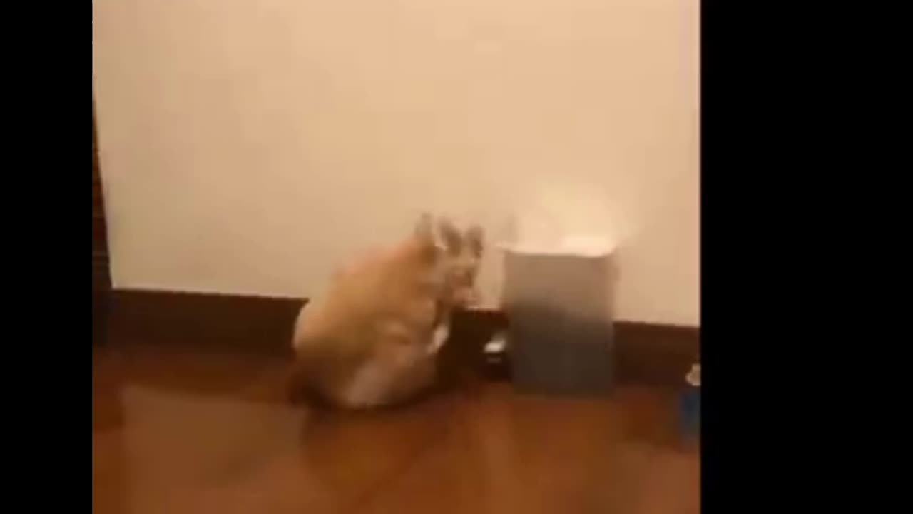 Funny animal video clip part 5, cute kitten
