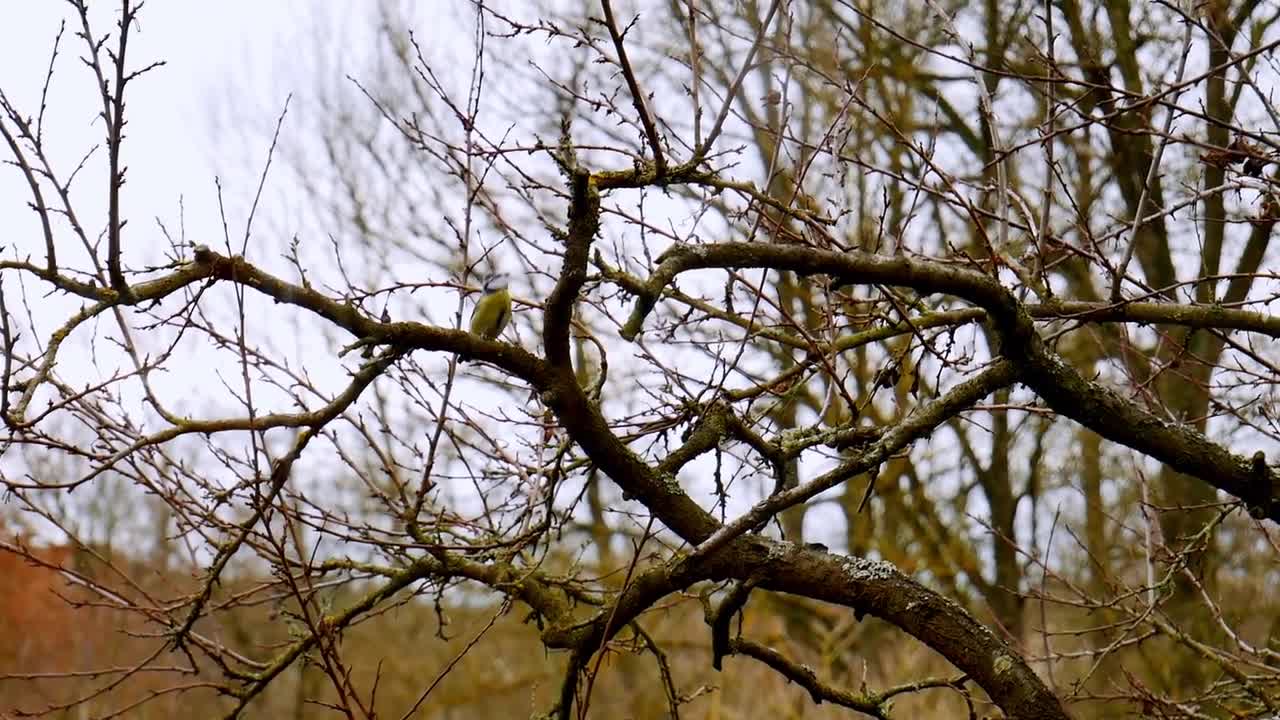 Tit Yellow Blue White Bird Small Branch Tree