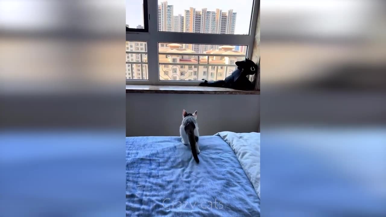 Amazing funny cats