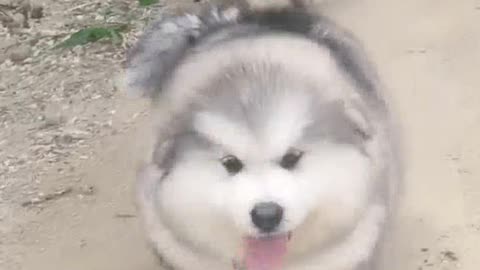 cute & funny dogs