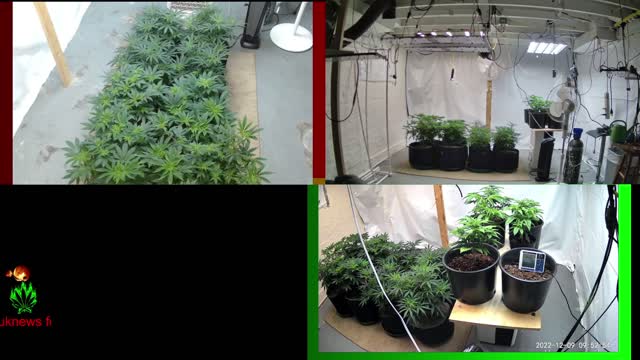 Growing GG4 and SpeedRacer