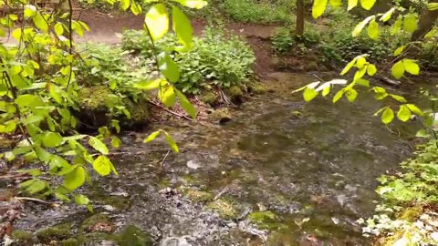 Amazing Birds Sounds, Relaxing Water Stream very peaceful