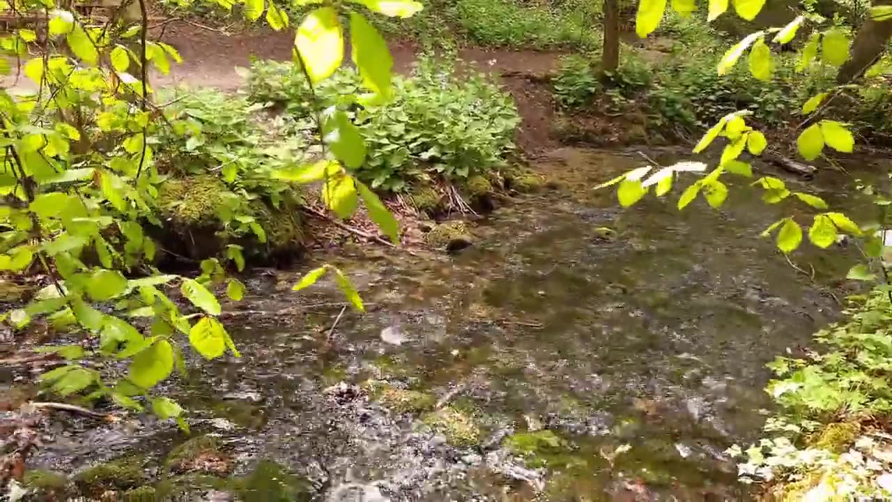 Amazing Birds Sounds, Relaxing Water Stream very peaceful