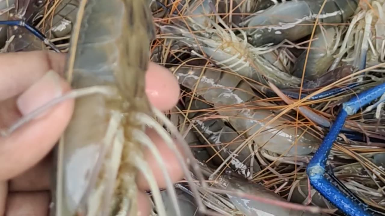 Prawn Fish Video In Fish Market l Amazing Chingri Fish#shorts