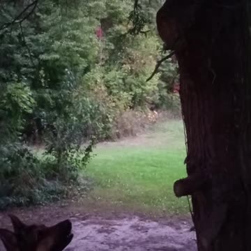 German shepherd vs Cat!