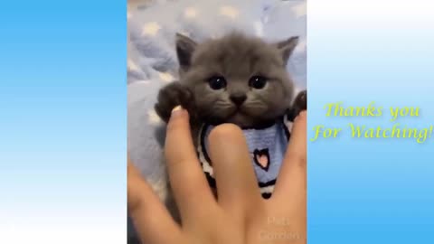 Funny And Cute Cat'S Life / Cats And Owners Are The Best Friends Videos.