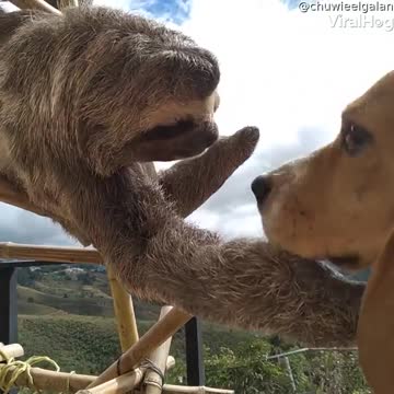 This cute sloth petting a beagle is a good way to start the morning! 🥰