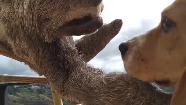 This cute sloth petting a beagle is a good way to start the morning! 🥰