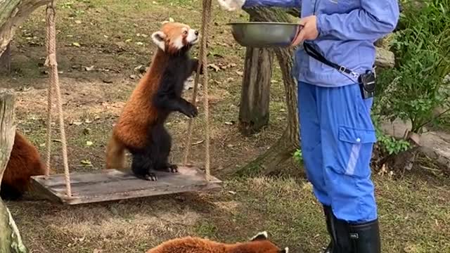 red pandas