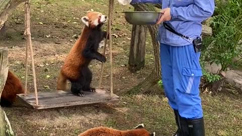 red pandas