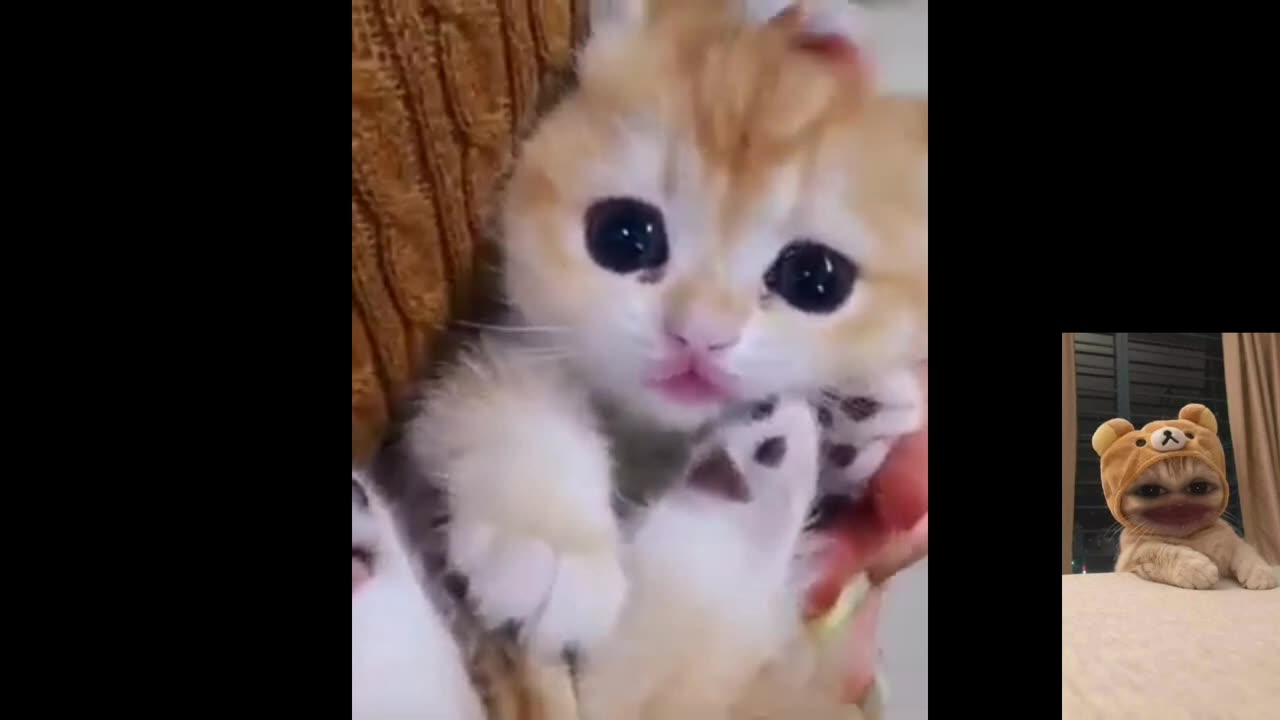 funniest and cutest baby animals video compilation 🥳 moment of the animals #funny