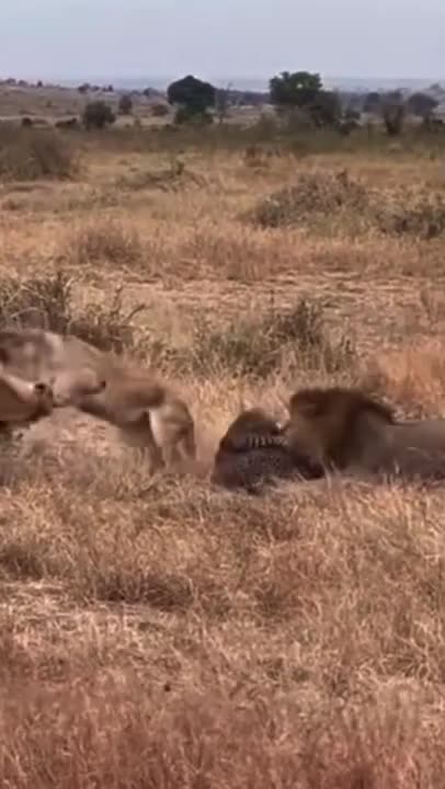 leopard VS lion fight