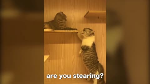 OMG! Cats Talking! That Cat can Speak English Better Then Humans #2