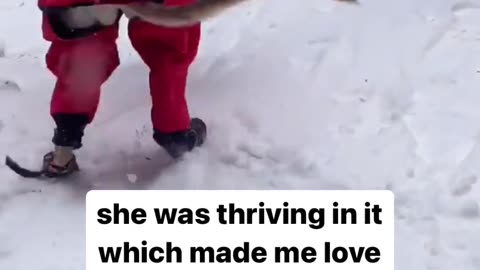 Do you and your dog love snow ❄️🌨️ #shorts #short #trending #viral #dog #cat #viralvideo #animal