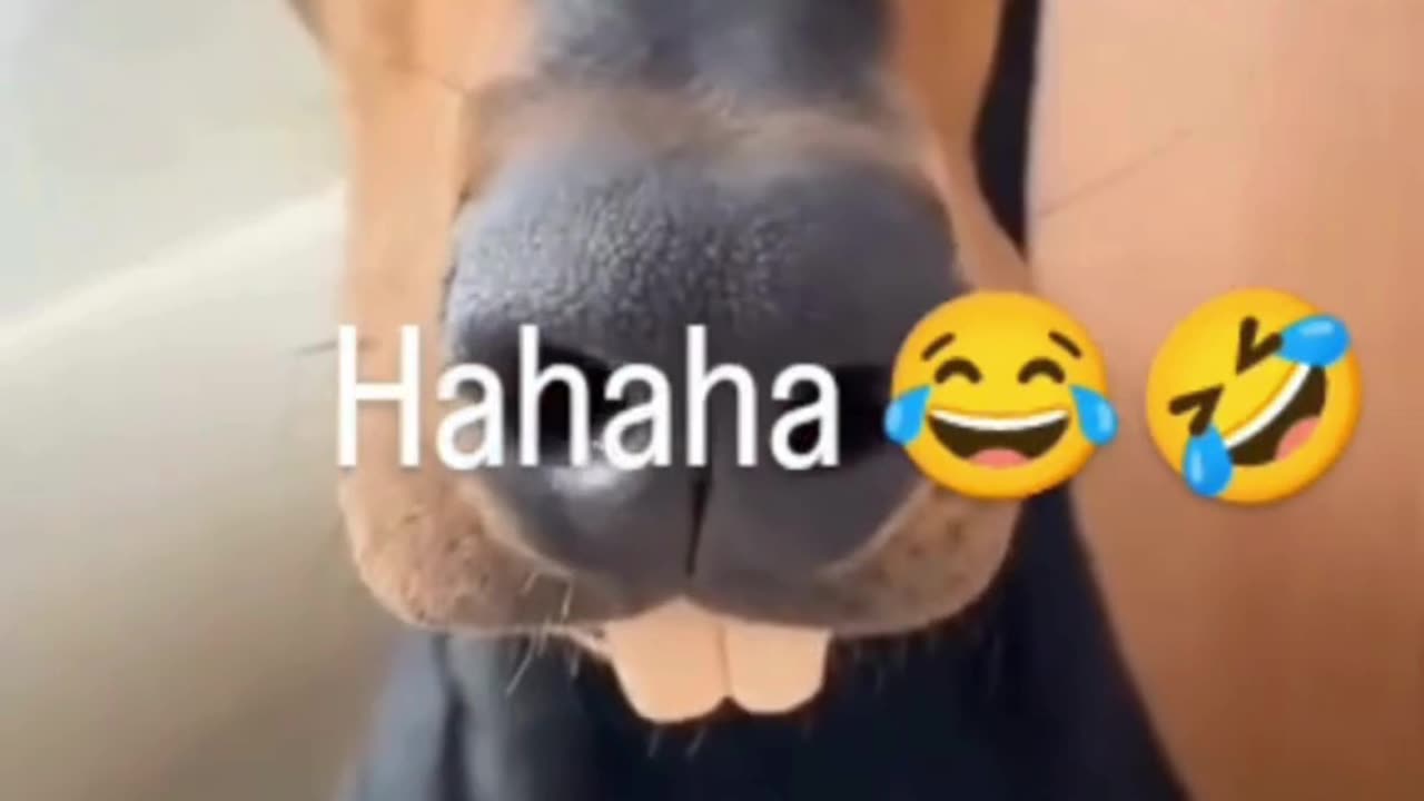Funny dog