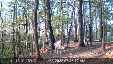 The Woods - 04/22/2022