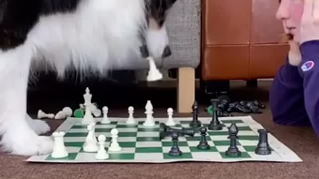 A Border Collie Has A Brain Of A Man And The Ways Of A Woman