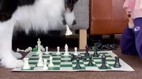 A Border Collie Has A Brain Of A Man And The Ways Of A Woman