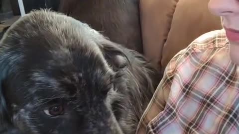 Dog Doesn’t Like a Very Certain Word