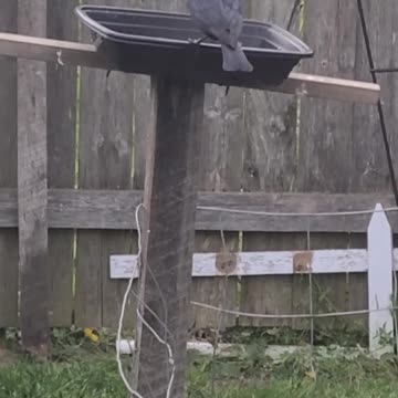 Fearless brown view head bird. Put volume up! WATCH WHAT HAPPENS AT 29 SECONDS in