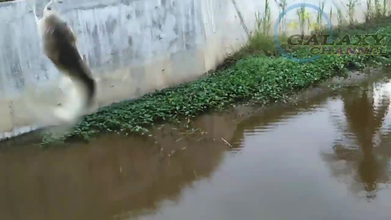 Asian Tiny Creek Fishing