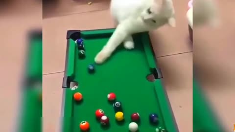 Funny 🐈🐈😺 Cat