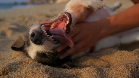 Furry adorable dog funny 🤣