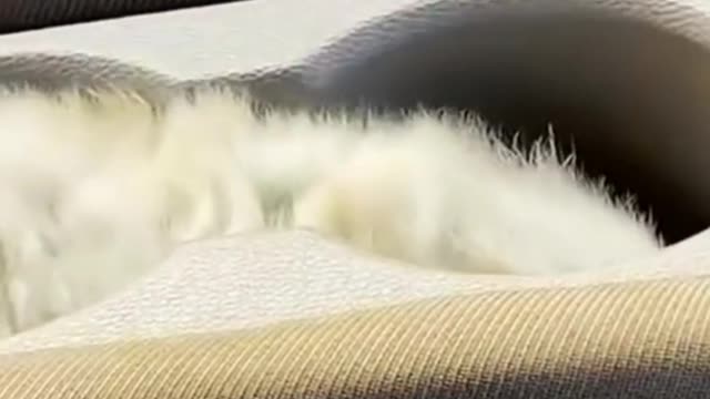 bast funny animals