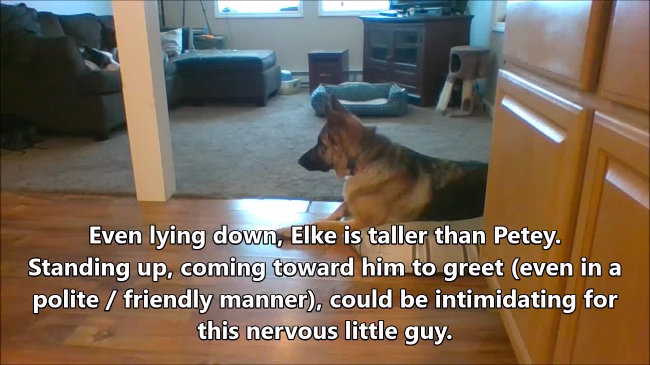 Small Dog & Large Dog Safe & Structured Introduction