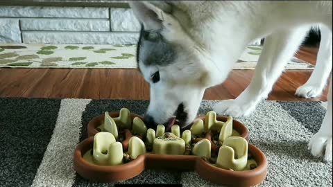 If the dog makes a mistake, do you want to fight