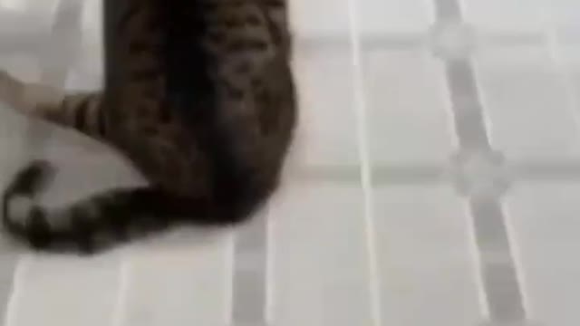 Cats Cats Cats 😂🐈...