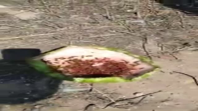 45000 Wasps Vs. Watermelon