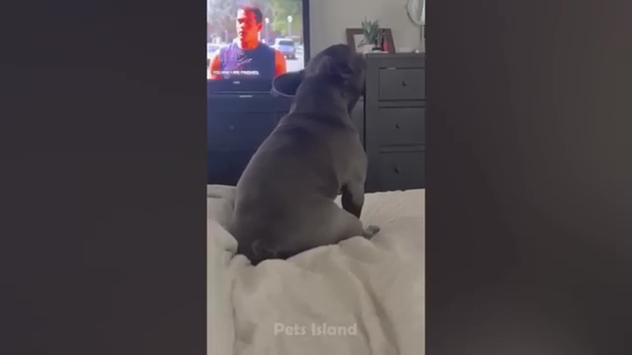 Funniest Dog