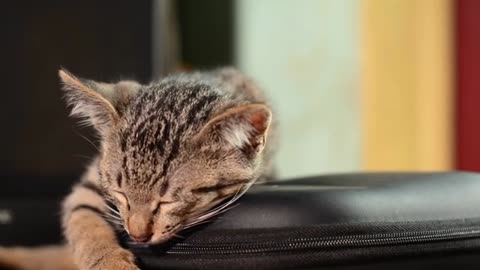 Little Kitten supper sleepy 😴 FUNNY CAT VIDEOS 😀