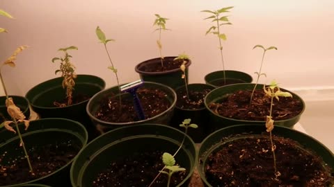 JIMMI HENDRIX JUNIOR STAYING STONED ALL YEAR ROUND