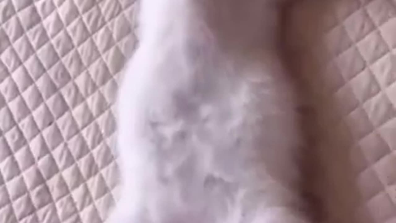 Cats are hilarious #shorts #viral #shortsvideo #video