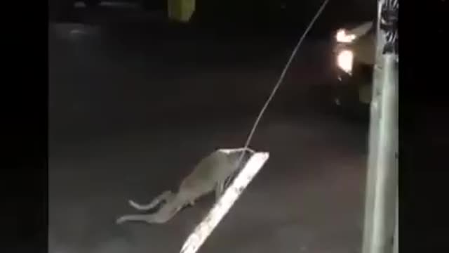 Acting of street dog (funny dog video).