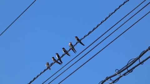 ツバメ せたな2022初秋