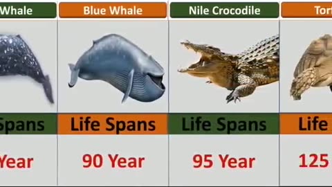 The life span of living things