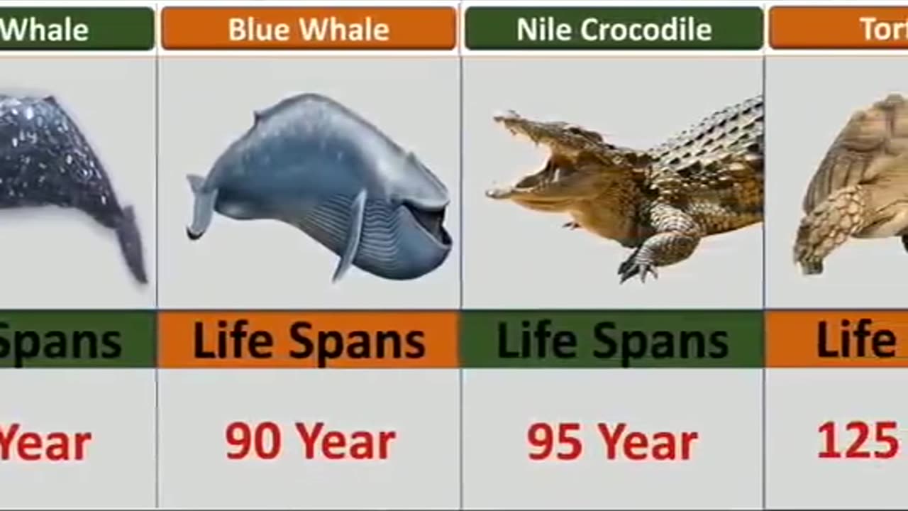 The life span of living things