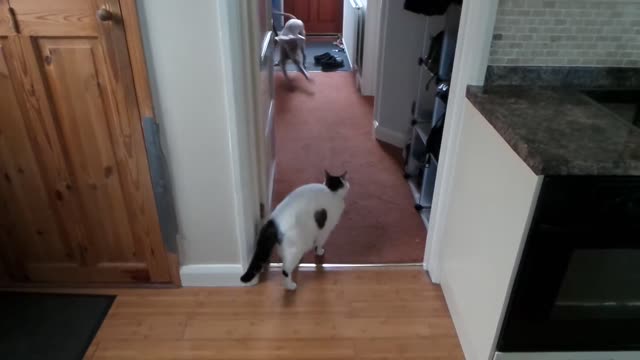 Weimaraner pup playing the fool with a cat