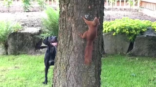 Dog Chases SQ