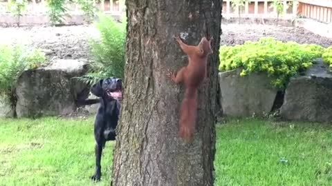 Dog Chases SQ